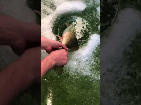 Releasing 30" PB Walleye! (ICE FISHING)