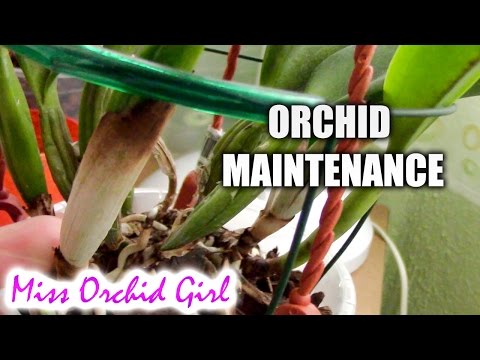 Removing dried sheaths from orchids