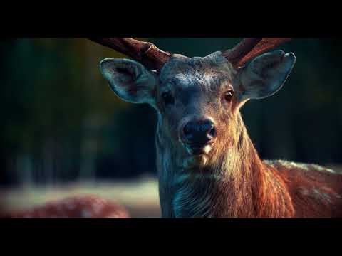 Deer - scenic relaxation film with calming music