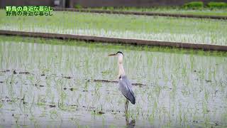 野鳥の身近な暮らし［アオサギとタウナギ］20250607撮影