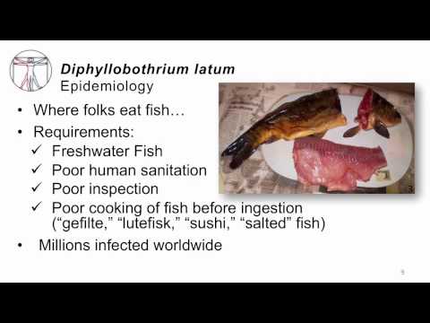 diphyllobothriasis kezelési gyógyszerek