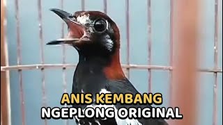 Download lagu ANIS KEMBANG NGEPLONG ORIGINAL COCOK UNTUK PANCINGAN BIAR CEPAT GACOR mp3