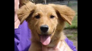 Blondie Happy Dog Rescue