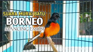 Download lagu BIKIN MURAI LAIN KEPANCING EMOSI || SUARA MURAI BATU BORNEO mp3 Download lagu BIKIN MURAI LAIN KEPANCING EMOSI || SUARA MURAI BATU BORNEO mp3