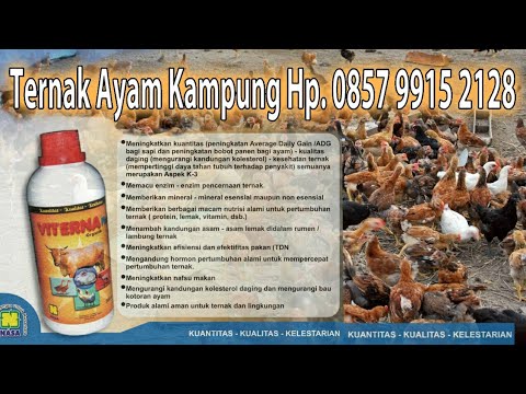 Situs resmi susu patogen perempuan Meningkatkan potensi laki-laki