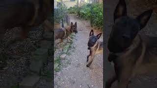 Video preview image #1 Catahoula Leopard Dog-Unknown Mix Puppy For Sale in Stevens Point, WI, USA