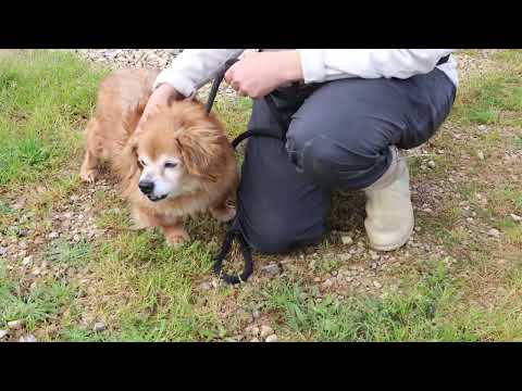 Vídeo de BORI