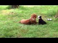 Dogue de Bordeaux playing with puppy 