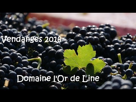 Vendanges Châteauneuf du Pape - Domaine L'or de Line