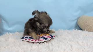 チワワ（ロング）の動画01