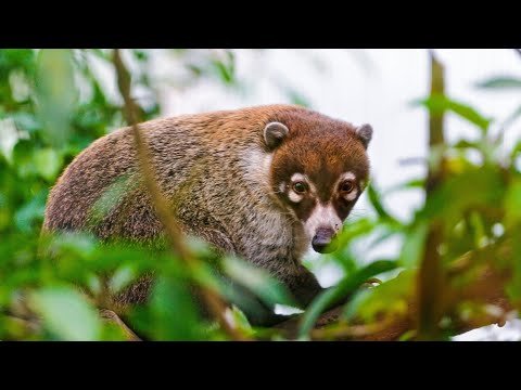 Incredible Coati Facts | Coati Predators and Threats | Coati Reproduction, Babies, and Lifespan
