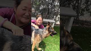 Video preview image #1 German Shepherd Dog Puppy For Sale in Pasadena, CA, USA
