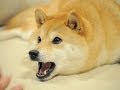 YouTube Trolls Doge with New "Doge Meme ...