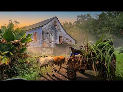 🌄VIAGEM NO TEMPO: Carro de Boi, Casarão Simon e o Passado de Linha Nova./Rural Brazil Road Trip 🌿 🌾 