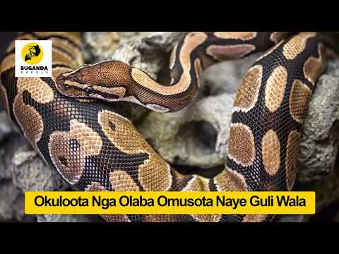 Okuloota Nga Olaba Omusota Naye Guli Wala  - Ebirooto Namakulu Gaabyo - Buganda Ekkula