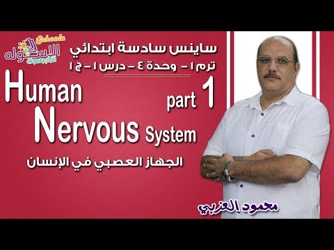 ساينس سادسة ابتدائي 2019 | Human Nervous System | تيرم1 - وح4 - در1- جزء 1 | الاسكوله