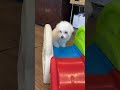 Bichon Frise dogs for sale: Cotton - Video 1