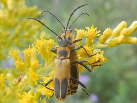 Ep. 01 - Goldenrod Galls