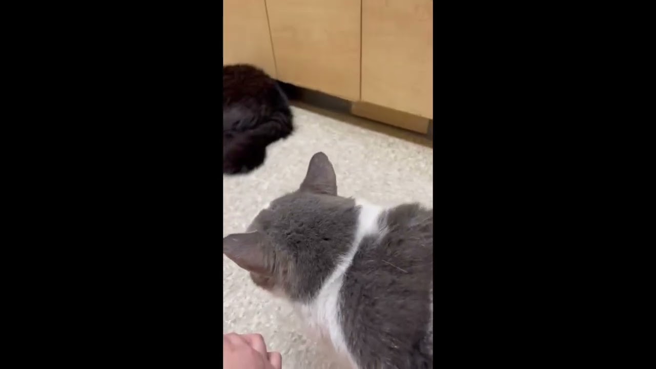 Enlarge Chase, an adopted mixed breed in Woodbridge, ON video 6/6