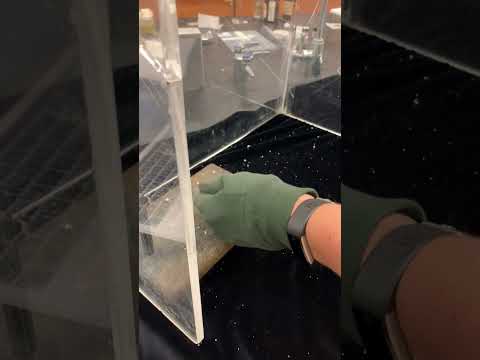 Prince Rupert's Drops and Gorilla Glass