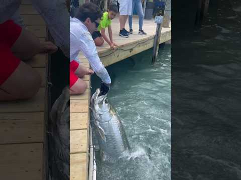 HAND FEEDING MASSIVE TARPON!😱😳