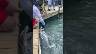 HAND FEEDING MASSIVE TARPON!😱😳