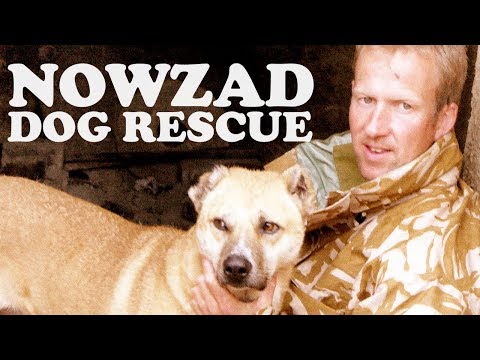 download lagu mp3 mp4 Nowzad Dogs, download lagu Nowzad Dogs gratis, unduh video klip Nowzad Dogs