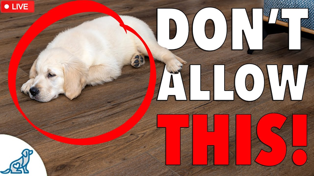 Are You Accidentally Being A BAD Leader For Your Dog?