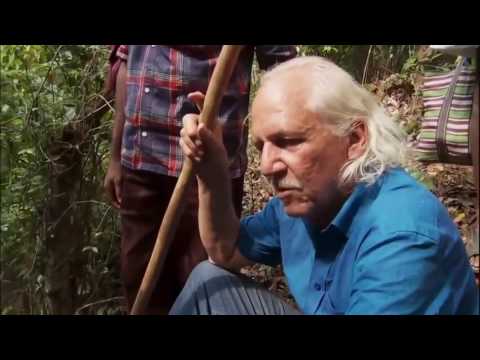 The World Of Animals | King Cobra  | Discovery Amazing Wildlife