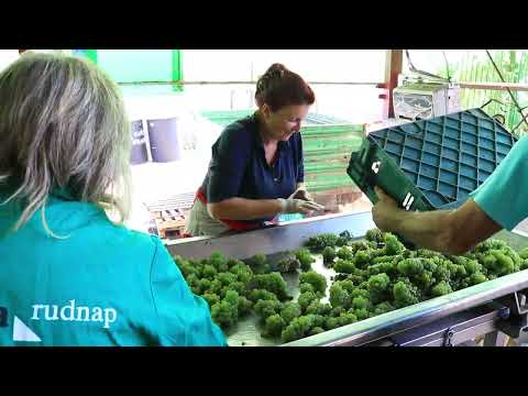 Proizvodnja vina - Vreme berbe (2.deo)