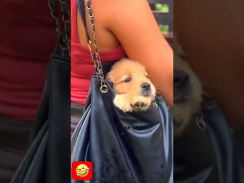 ❤️❤️❤️#shortsfeed #viral #trending #youtubeshorts #youtube #shortvideo #shorts #short #viralshorts