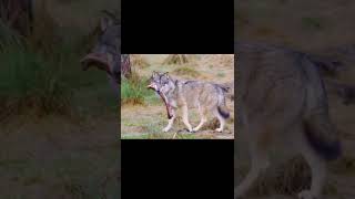 wolf 🐺 walking with a meat bone in the mouth#shorts
