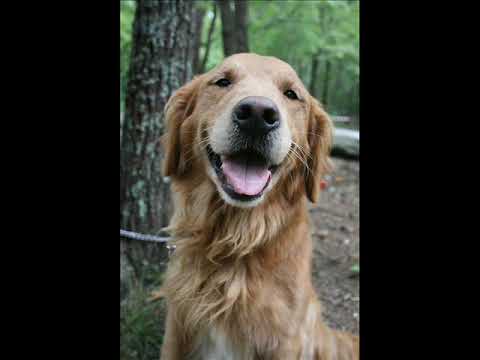 Concerto pour clodo en pet mineur