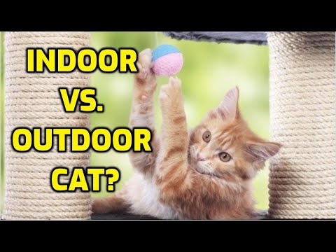7 Advantages Of Keeping Cats Indoors All The Time