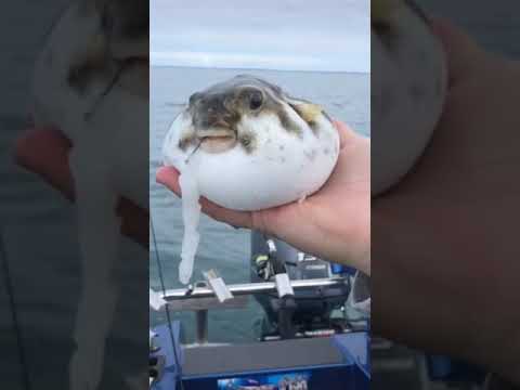 babel fish, #fish #short