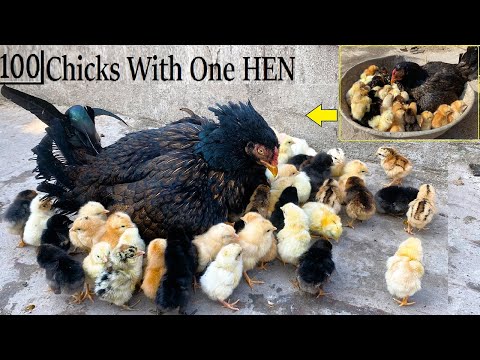 Amazing ,100 Chicks With One Long Tail  Aseel HEN - Hen Harvested Eggs to 100 Baby chicks