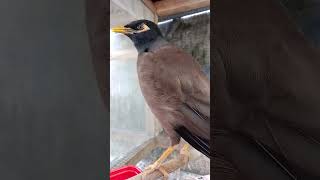 Download lagu jalak Nias betina mp3 Download lagu jalak Nias betina mp3