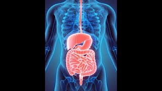 Physiology | Digestion |  lecture 4 | Vomiting Panc & bile secretion | April 6 2018 |