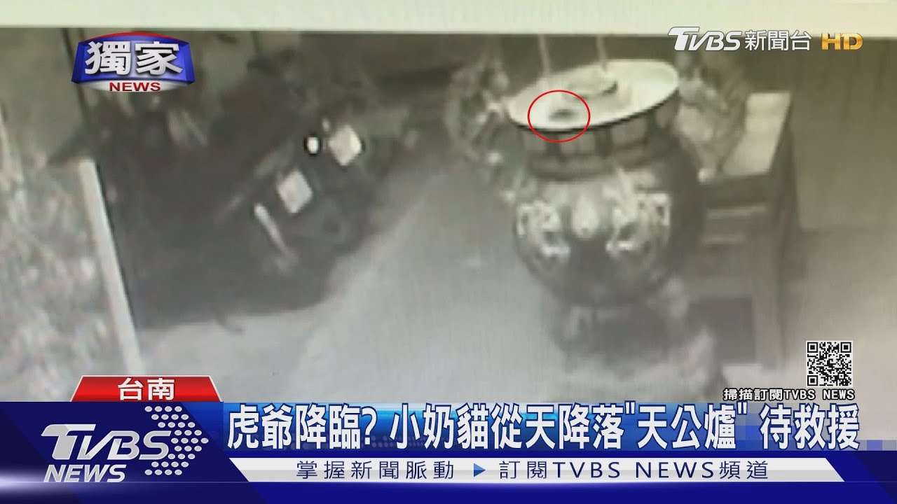 過爐的自帶福氣! 小奶貓從天降落「天公爐」待救援