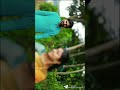 Ilam Vayasu Ponna 24 Bit High Quality Song Remastered Paandi Nattu Thangam