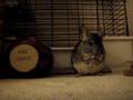 Chinchilla found the treat stash!