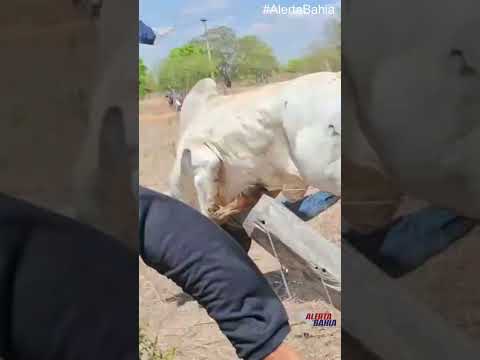 Homem fica gravemente ferido ao ser atingido por boi após tombamento de carreta boiadeira em Malhada
