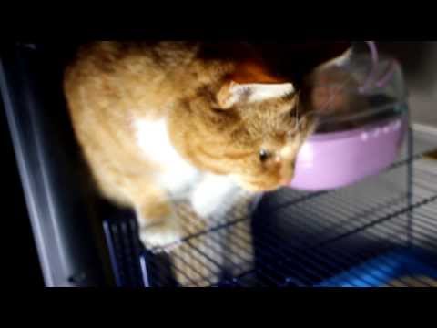 Cat wants to eat hamster
