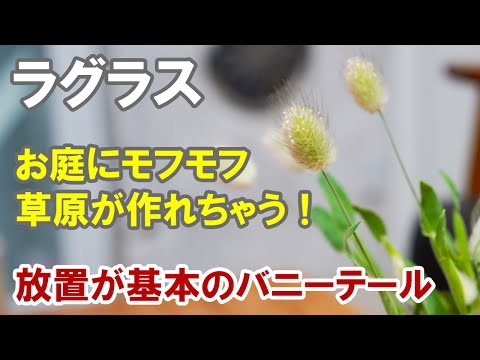 ウサギの尻尾、Lagurus ovatus