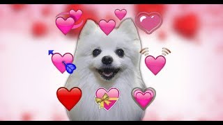 you so precious when you bork ❤️