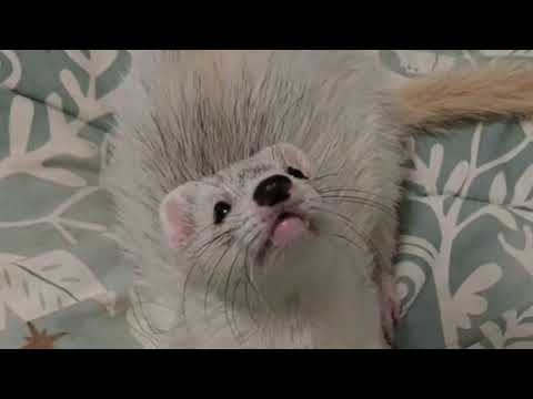 Happy Birthday to Iko's overseas friend Weegie!