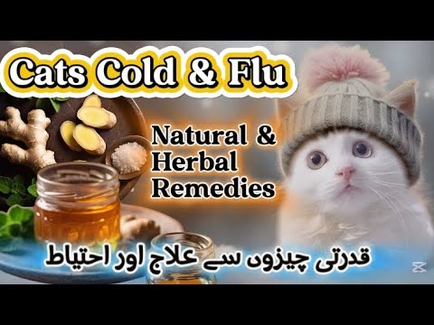 cats cold & flu remedies: natural & herbal solutions|Persian Cats winter care|cat flu home treatment