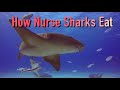 How Nurse Sharks Eat