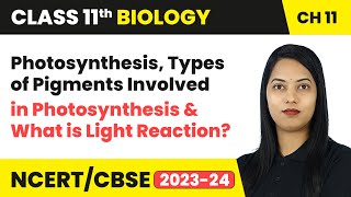 Photosynthesis, Types of Pigments Involved in Photosynthesis & What is Light Reaction? | Class 11