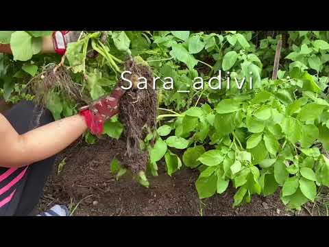 Skörda potatis, del 2. چيدن سيب زمينى قسمت ٢